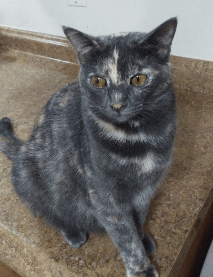 CissyX, an adopted Domestic Short Hair & Tortoiseshell Mix in Newcastle, OK_image-1