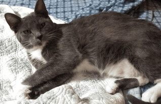 Queenie, an adopted Domestic Short Hair Mix in Moore, OK_image-1
