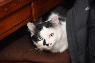 Domino, an adoptable Domestic Medium Hair Mix in Newcastle, OK_image-2