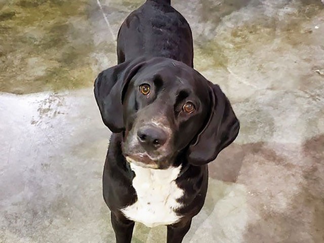 Digit, an adoptable Bloodhound, Black Labrador Retriever in Salt Lake City, UT, 84108 | Photo Image 1