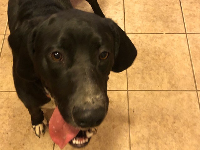 Digit, an adoptable Bloodhound, Black Labrador Retriever in Salt Lake City, UT, 84108 | Photo Image 2