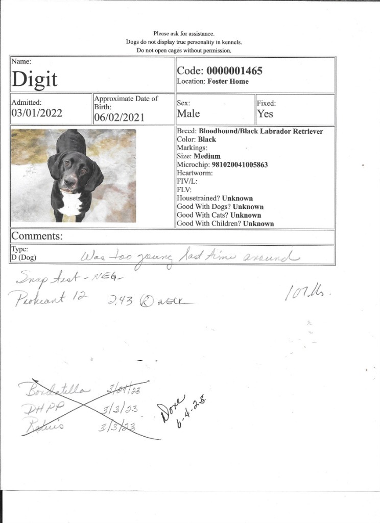 Digit, an adoptable Bloodhound, Black Labrador Retriever in Salt Lake City, UT, 84108 | Photo Image 5