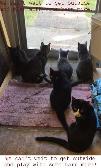 Barn Cats - Working Cat Program - Put them to work, an adoptable Domestic Short Hair in Windsor, CT, 06095 | Photo Image 1