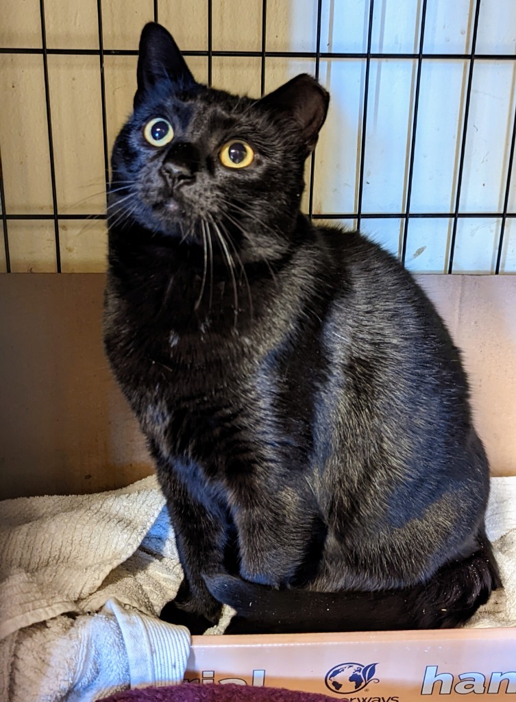 76-Black Cherry (In Foster), an adoptable Domestic Short Hair in Windsor, CT, 06095 | Photo Image 1