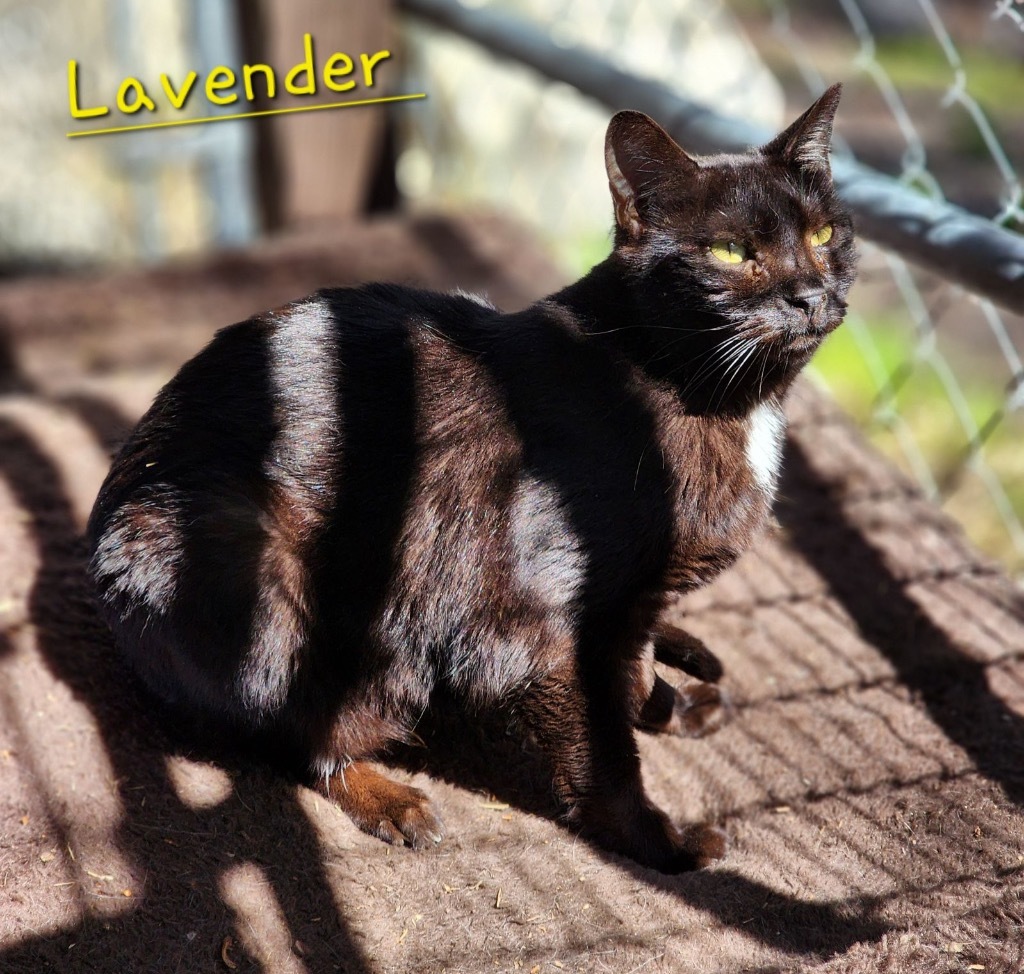 Lavender, an adoptable Domestic Short Hair in Cambridge, MD, 21613 | Photo Image 1