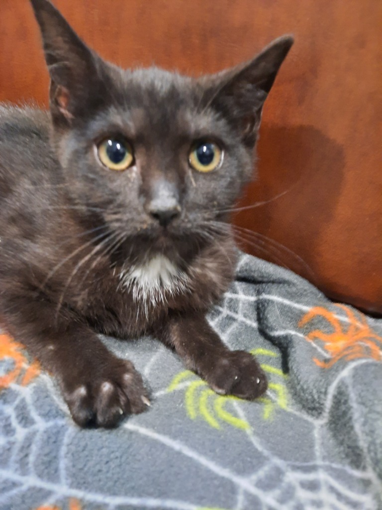 Lavender, an adoptable Domestic Short Hair in Cambridge, MD, 21613 | Photo Image 2