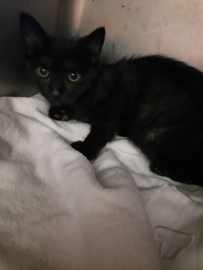 Lavender, an adoptable Domestic Short Hair in Cambridge, MD, 21613 | Photo Image 3