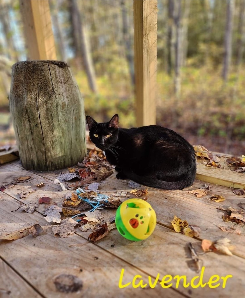 Lavender, an adoptable Domestic Short Hair in Cambridge, MD, 21613 | Photo Image 4