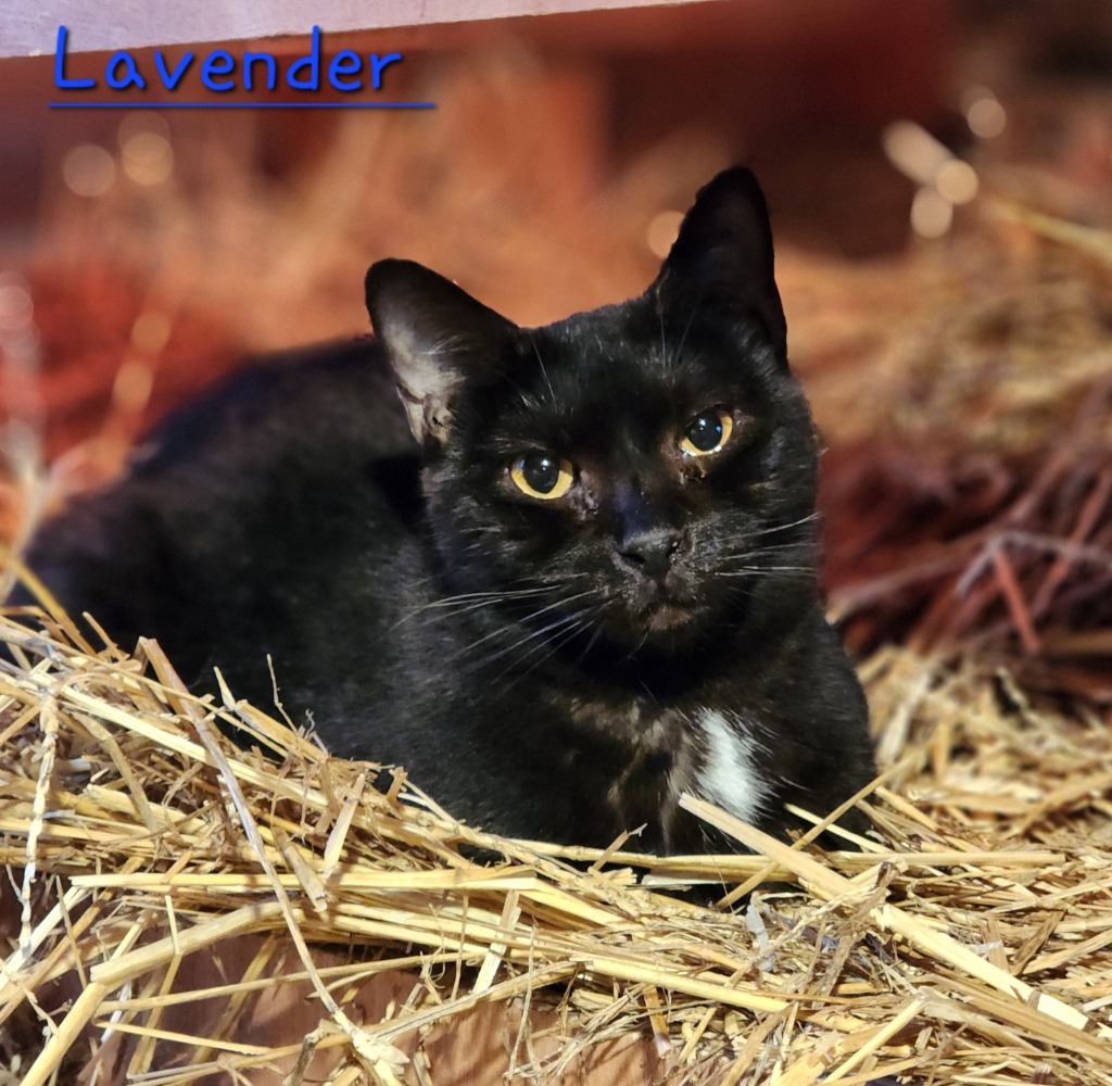 Lavender, an adoptable Domestic Short Hair in Cambridge, MD, 21613 | Photo Image 5