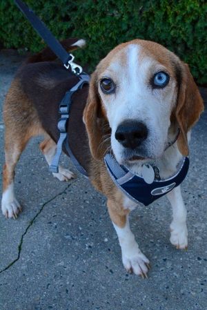 Petfinder beagle store