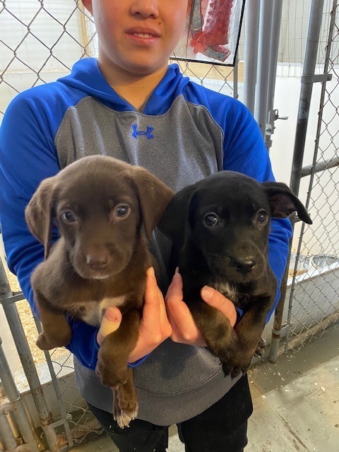 Lab Mix Pups Boys