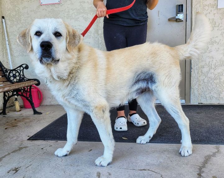 Apollo, an adoptable Great Pyrenees Mix in Eglin AFB, FL_image-3