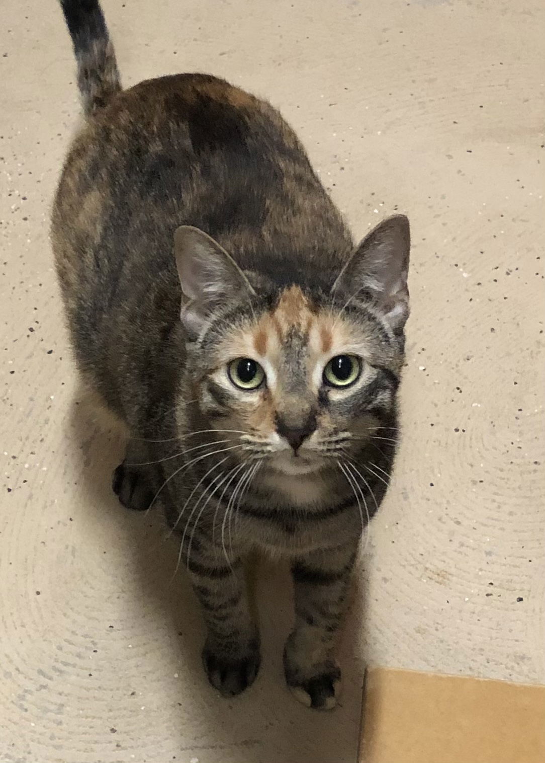 Bella Boo, an adoptable Domestic Short Hair in Blasdell, NY, 14219 | Photo Image 1