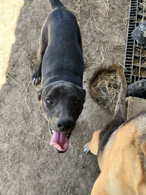 Jax, Adult Male Mixed Breed