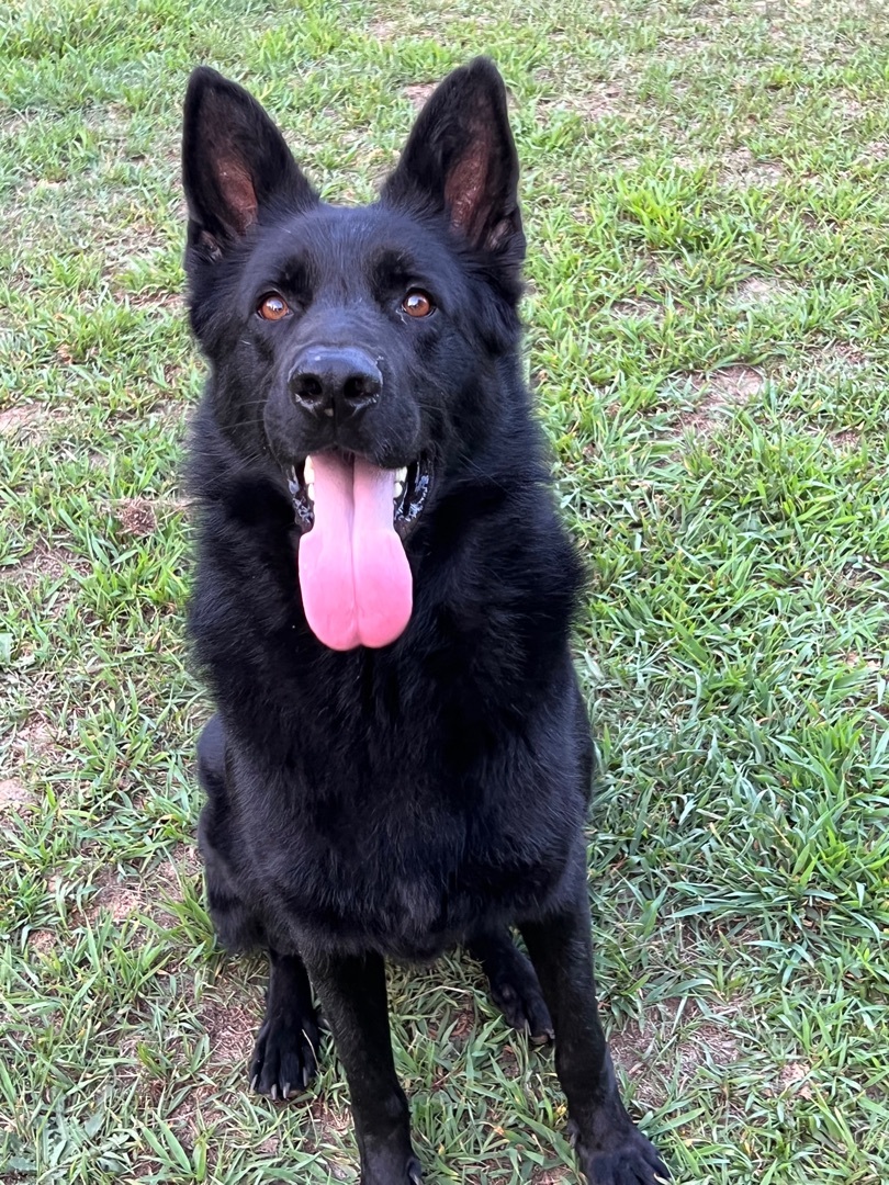 Dog for adoption - Winston, a German Shepherd Dog & Newfoundland Dog ...