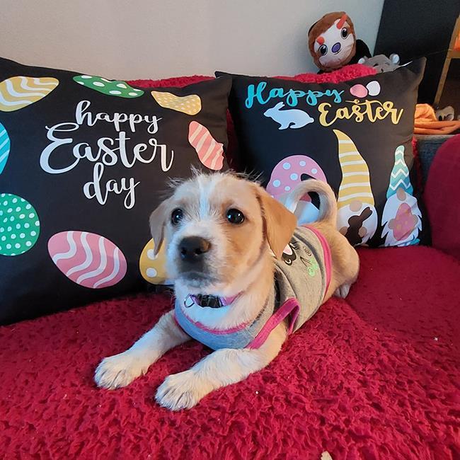 Easter Pup - April