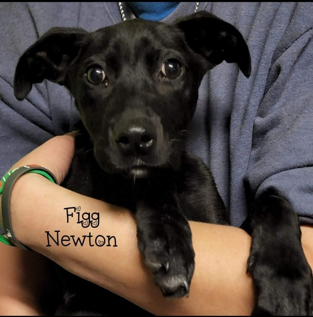 Figg Newton, an adoptable Patterdale Terrier / Fell Terrier in El Dorado, AR, 71730 | Photo Image 1