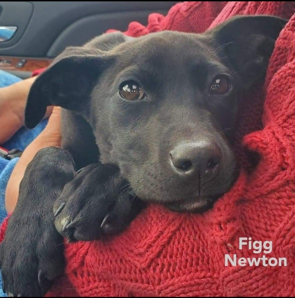 Figg Newton, an adoptable Patterdale Terrier / Fell Terrier in El Dorado, AR, 71730 | Photo Image 2