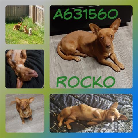 ROCKO