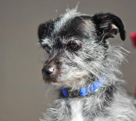 Cloud, an adopted Terrier & Chihuahua Mix in Denver, CO_image-2