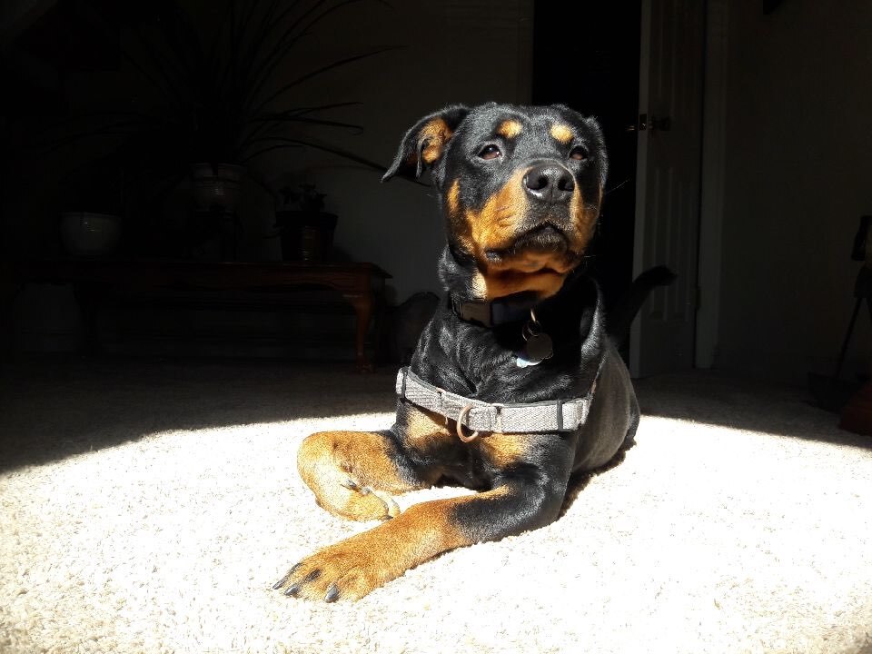Kana, an adoptable Rottweiler in Portland, OR, 97233 | Photo Image 1