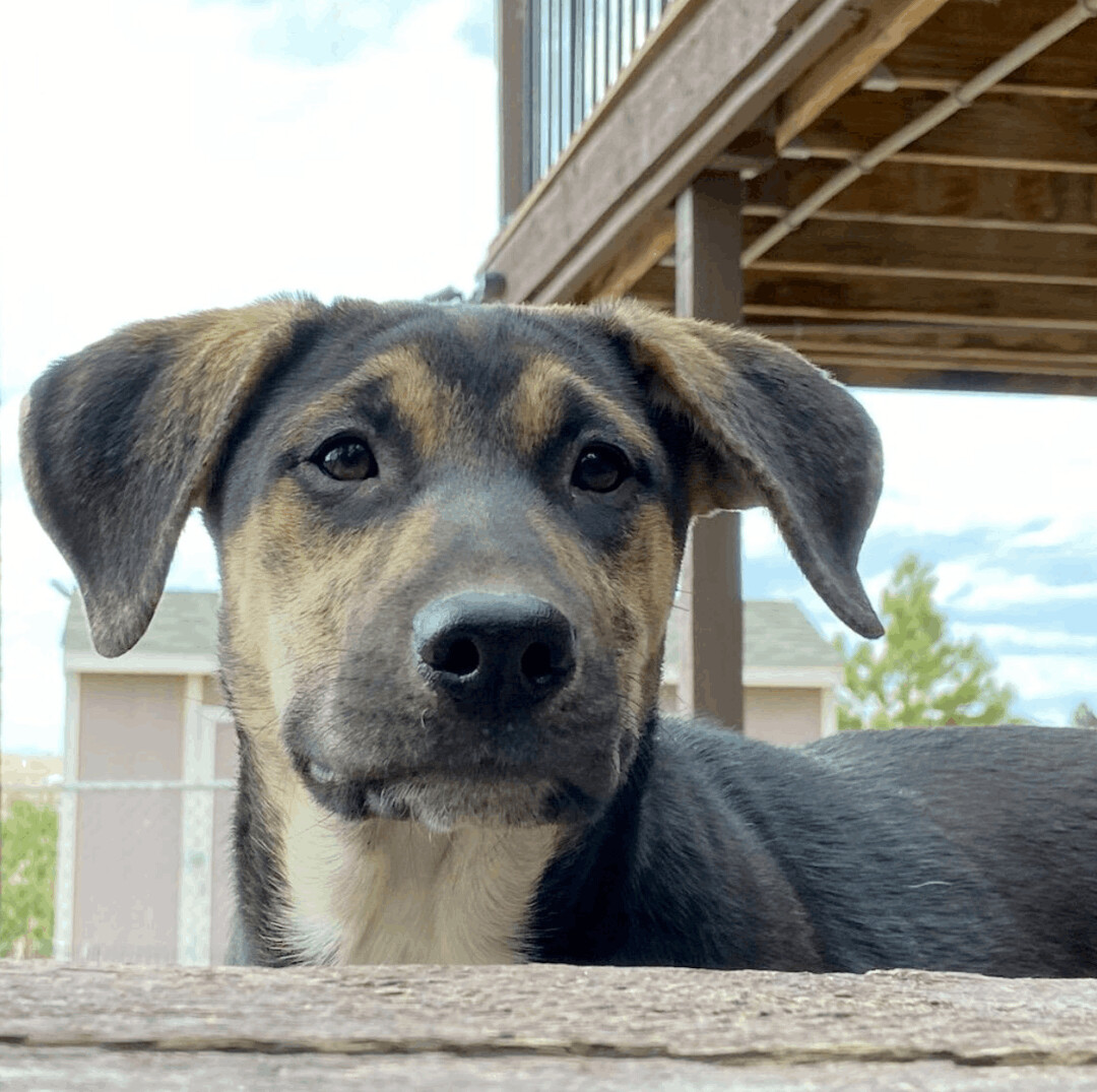 Harmonica, an adoptable Retriever, Labrador Retriever in Evergreen, CO, 80437 | Photo Image 2