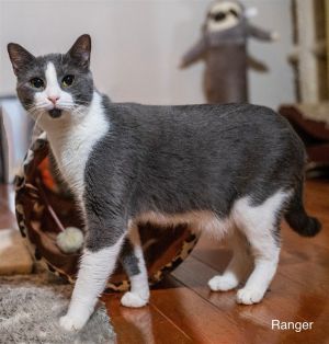 Ranger Domestic Short Hair Cat