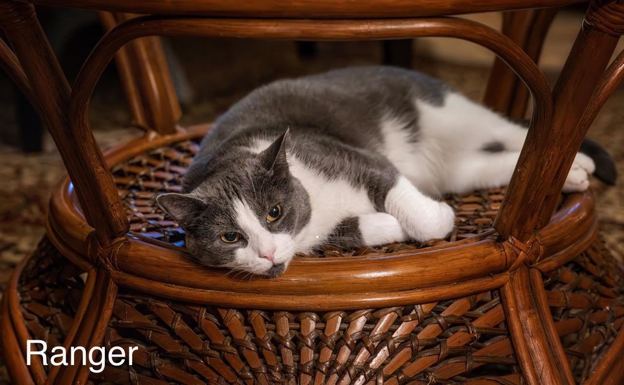 Ranger, an adoptable Domestic Short Hair in Buford, GA, 30518 | Photo Image 1