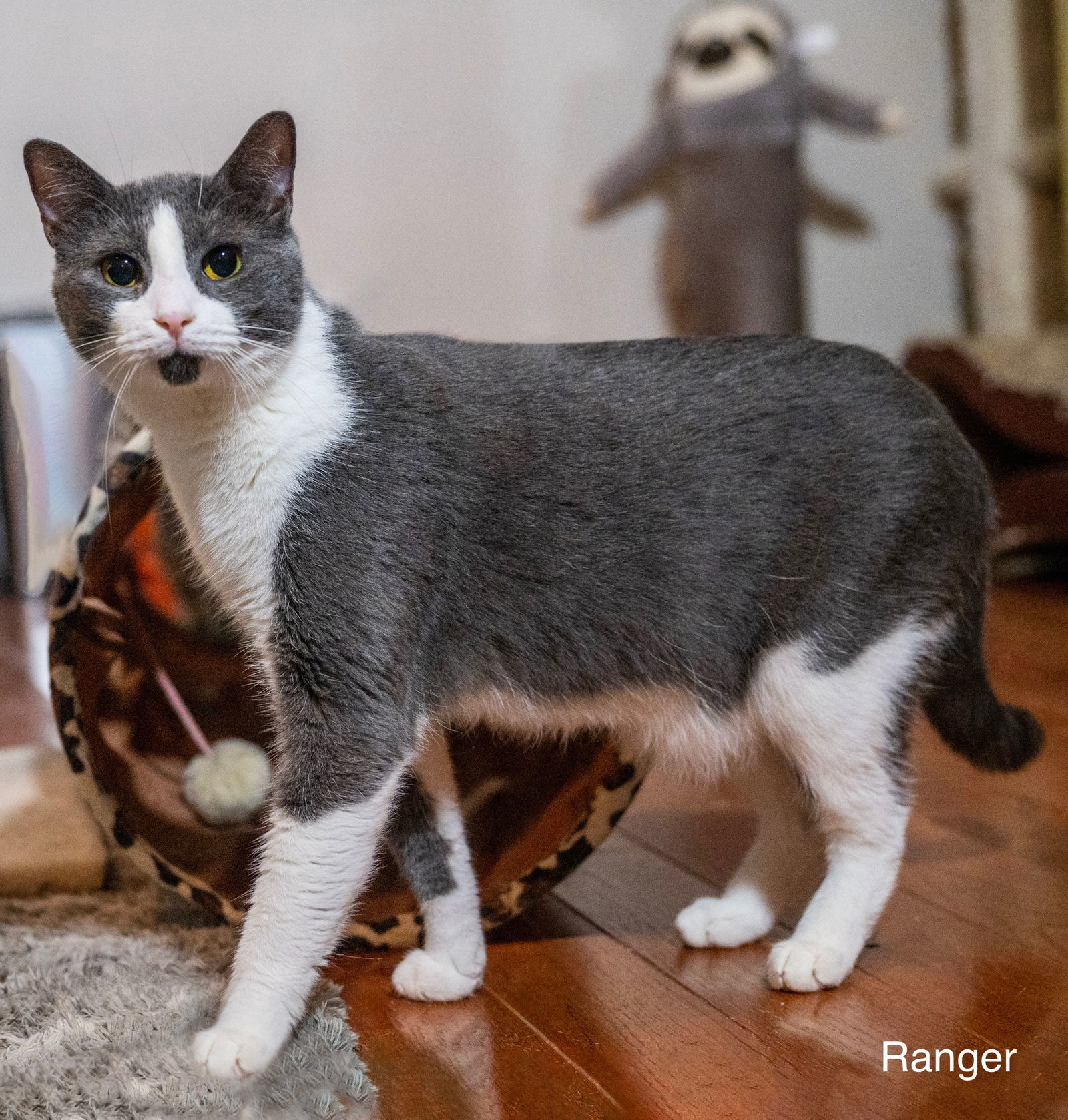 Ranger, an adoptable Domestic Short Hair in Buford, GA, 30518 | Photo Image 3