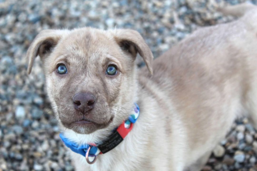 Lucy, an adoptable Mixed Breed in Pierre, SD, 57501 | Photo Image 2
