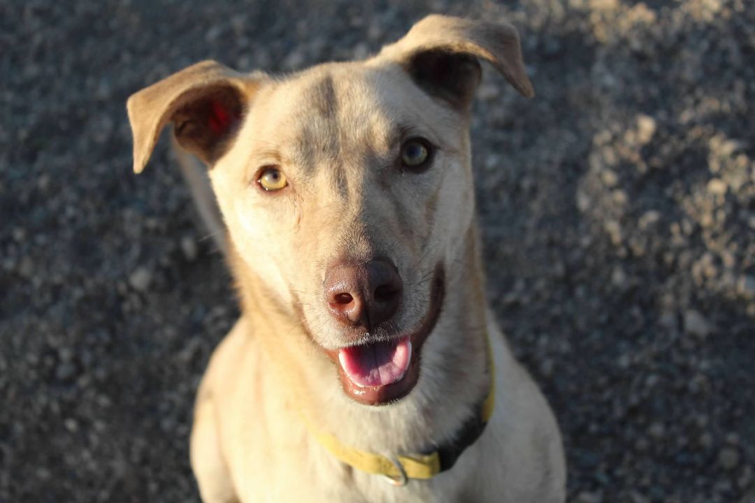 Lucy, an adoptable Mixed Breed in Pierre, SD, 57501 | Photo Image 1