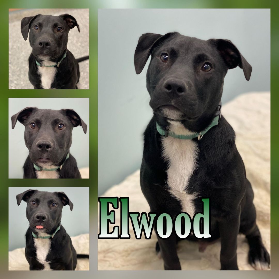 Elwood