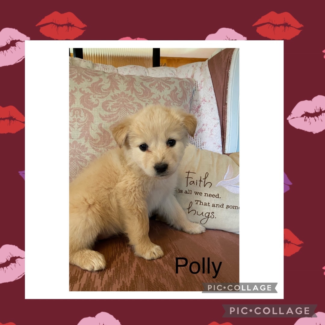 Polly