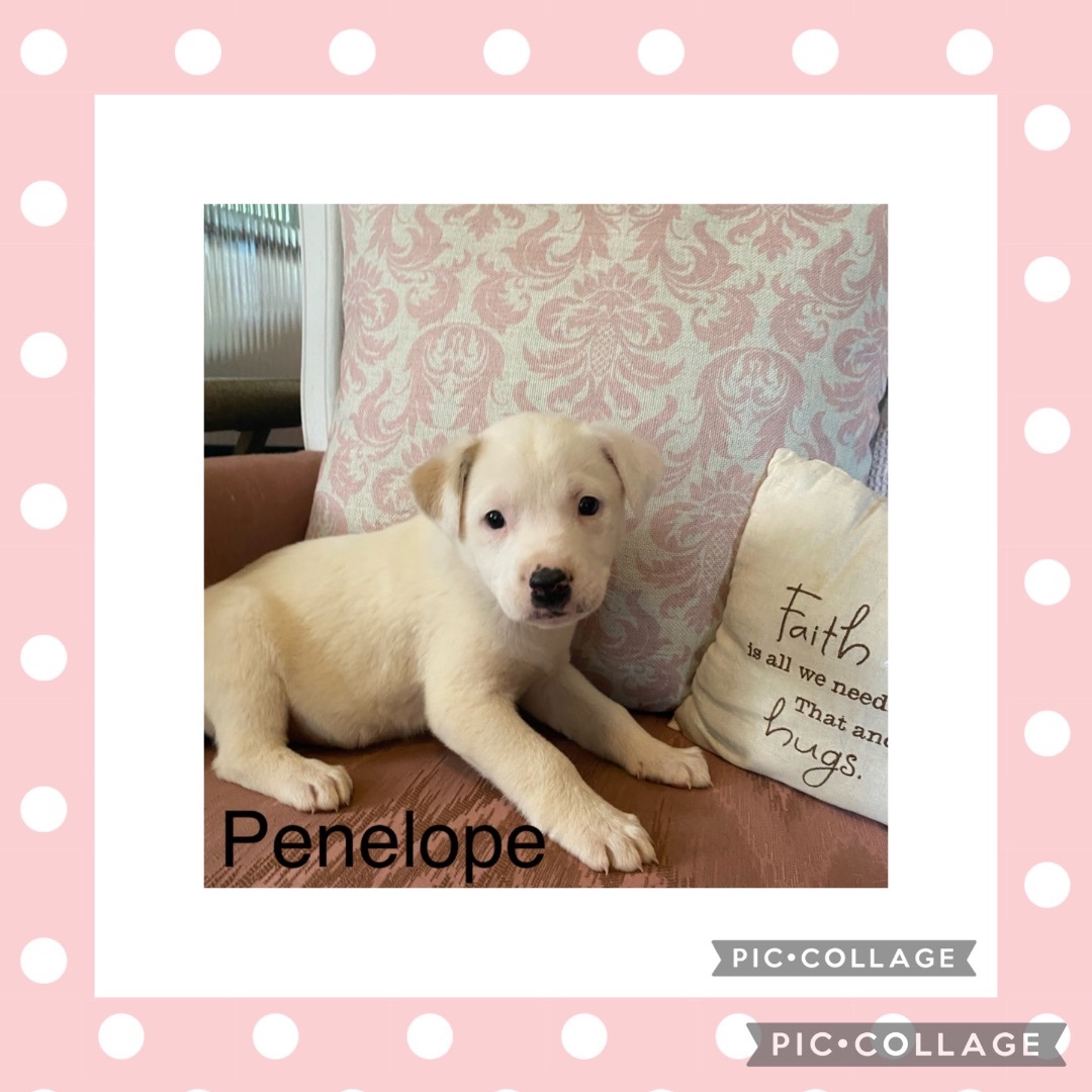 Penelope