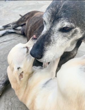 Oso *COURTESY POST  Labrador Retriever Dog
