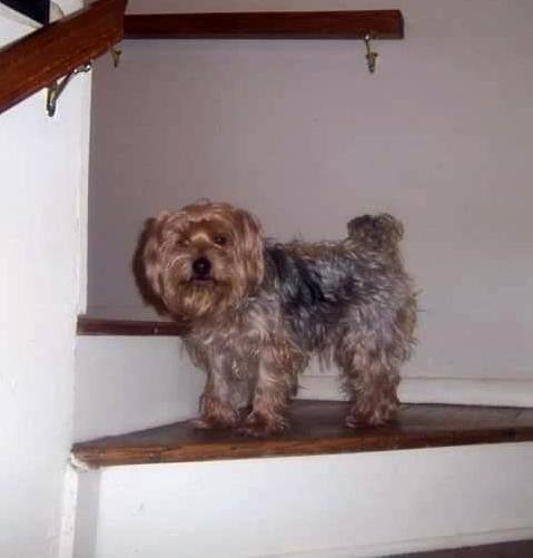 Petfinder best sale yorkshire terrier