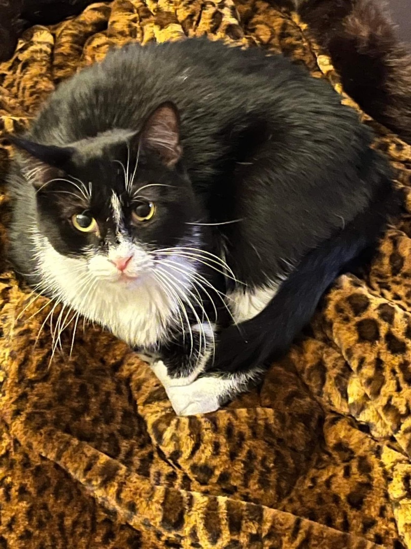 Cat for adoption Gary, a Domestic Short Hair in Jerseyville, IL
