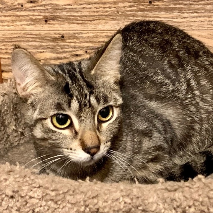 Larry, an adoptable Domestic Short Hair in North Tonawanda, NY, 14120 | Photo Image 4