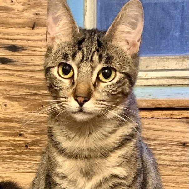 Larry, an adoptable Domestic Short Hair in North Tonawanda, NY, 14120 | Photo Image 5