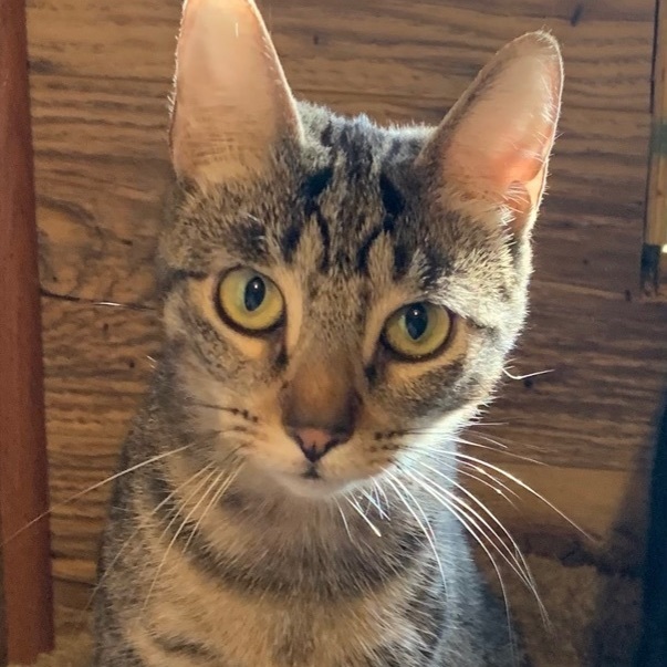 Larry, an adoptable Domestic Short Hair in North Tonawanda, NY, 14120 | Photo Image 1