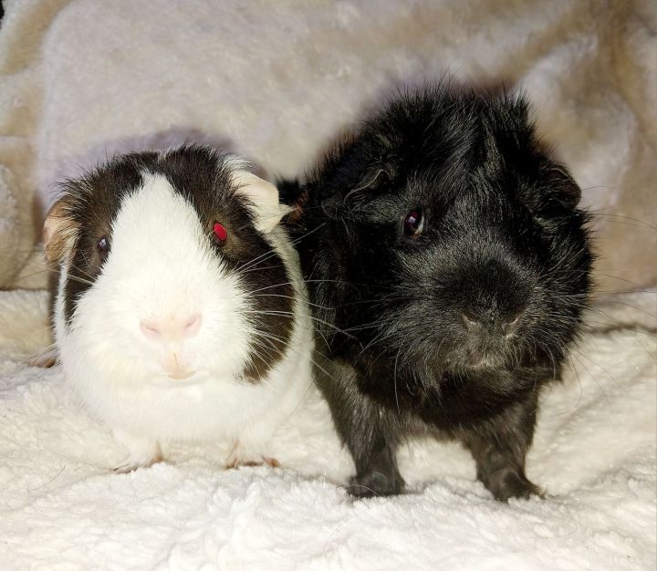Millie and Molly & Cookie and Cupcake, an adoptable Guinea Pig in Cantonment, FL_image-1