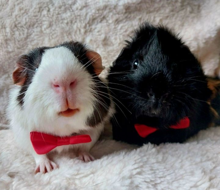 Gerrard and Charlie Brown, an adoptable Guinea Pig in Cantonment, FL_image-4