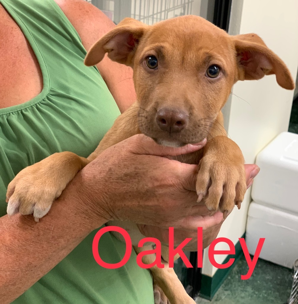 Oakley