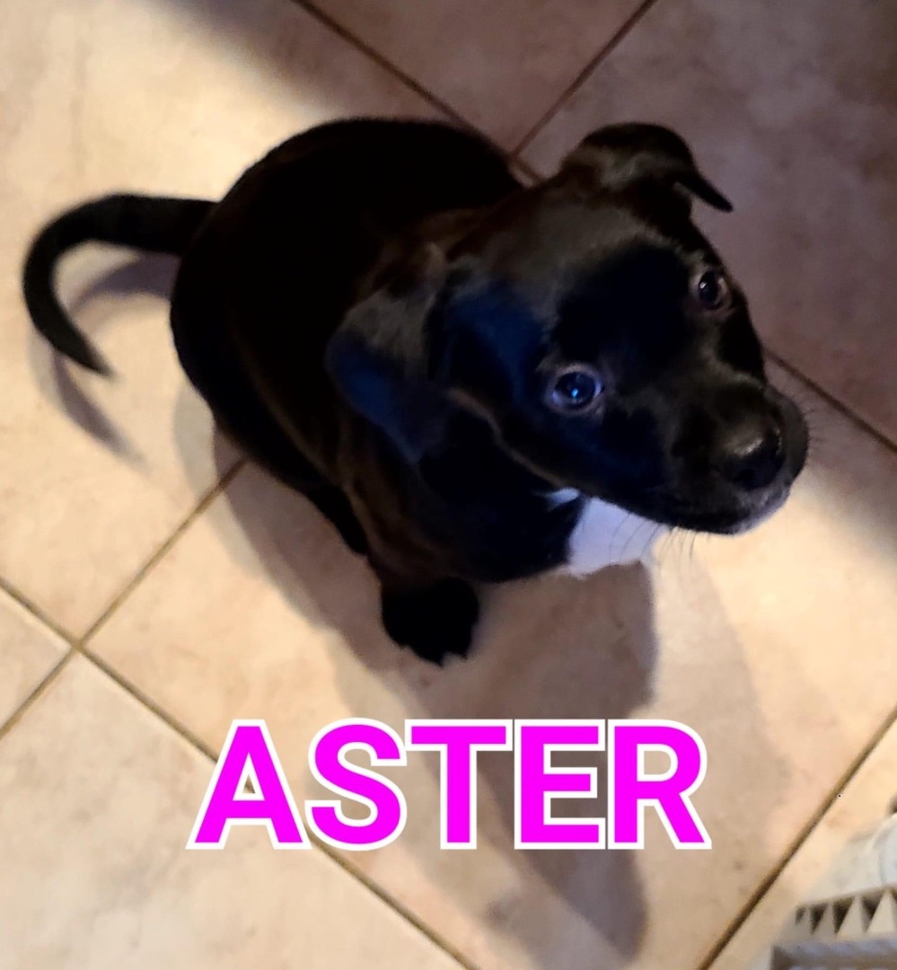 Aster