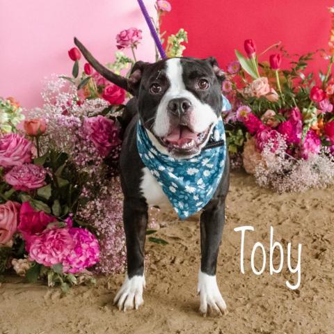 Toby