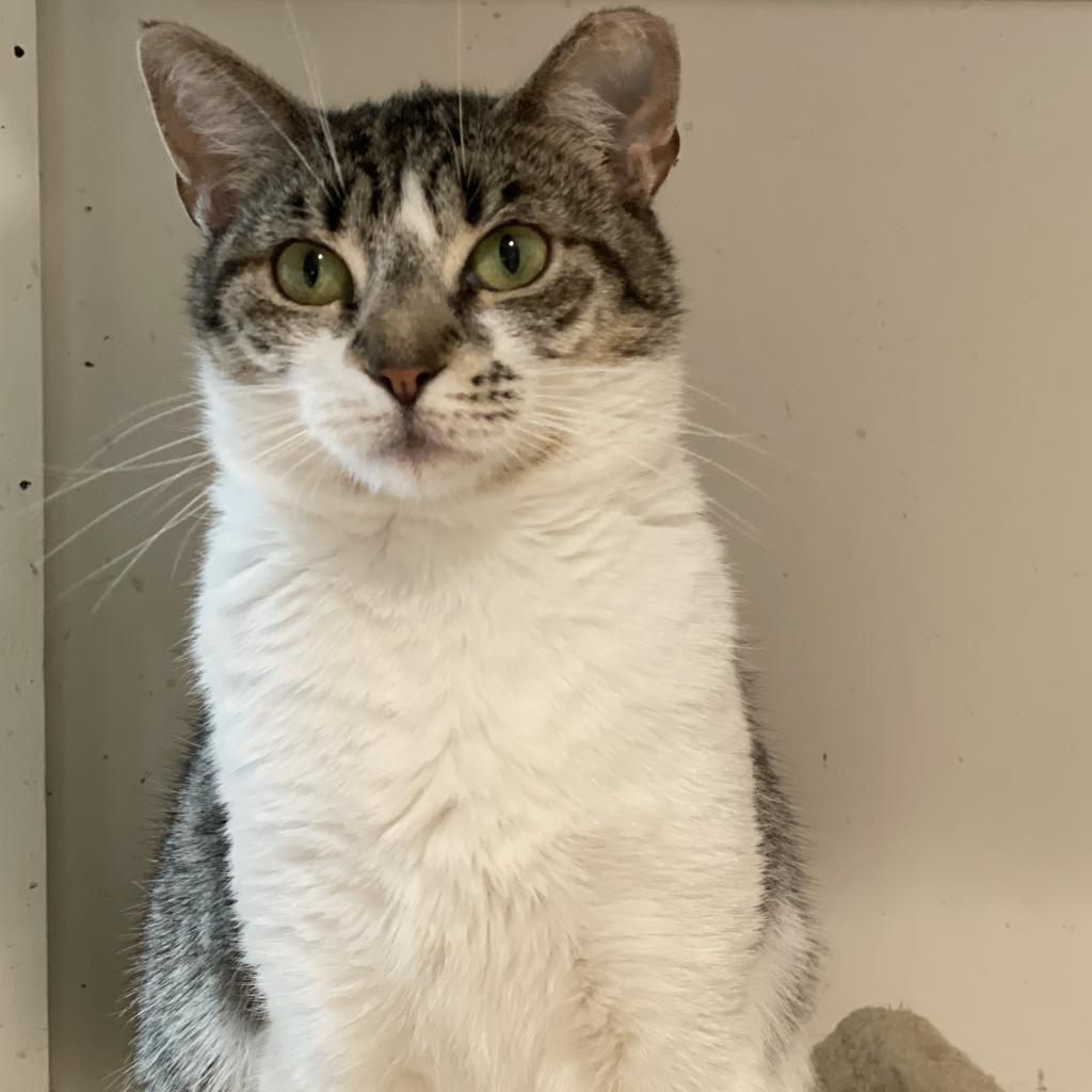 Tati, an adoptable Domestic Short Hair in Cumming, GA, 30040 | Photo Image 1