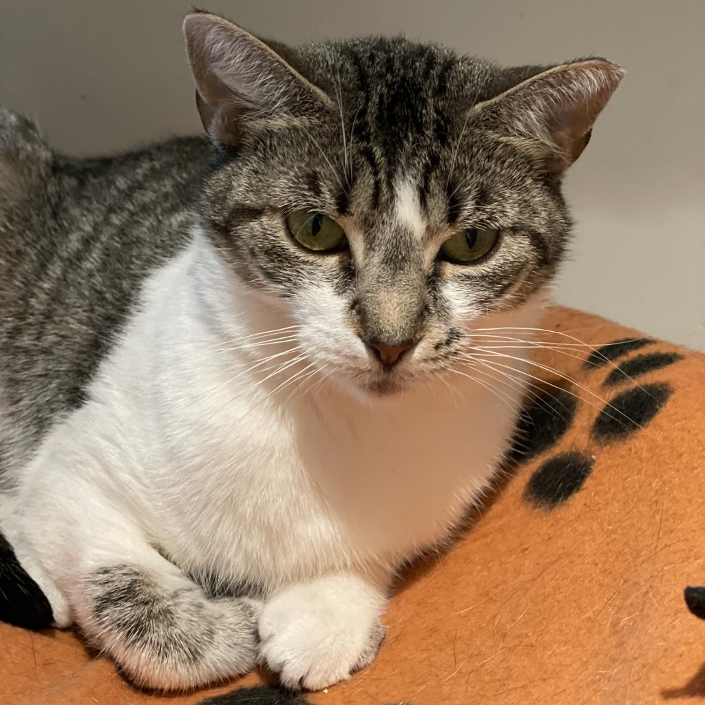 Tati, an adoptable Domestic Short Hair in Cumming, GA, 30040 | Photo Image 2