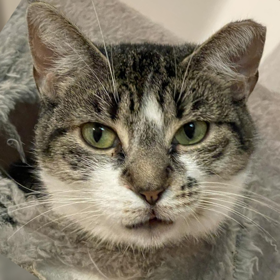 Tati, an adoptable Domestic Short Hair in Cumming, GA, 30040 | Photo Image 3