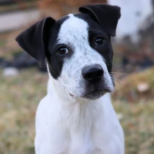 Available Animals Scroungy Dogs And Pretty Pups Rescue