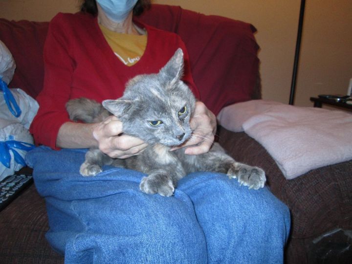 Miss Kitty , an adoptable Domestic Short Hair in Cincinnati, OH_image-3